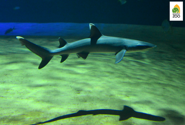 Családi nap az állatkertben 