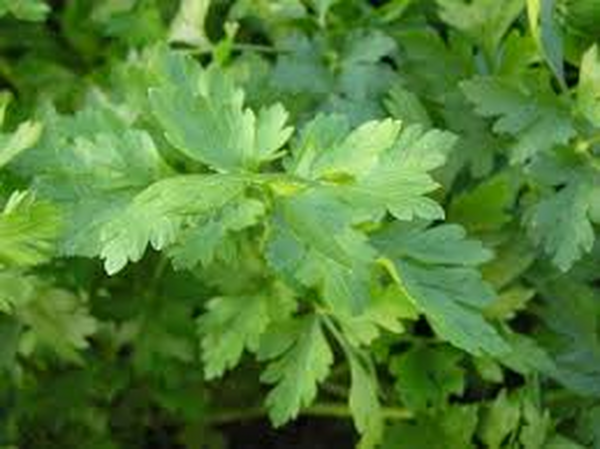 Már a petrezselyem is támad? Avagy új eszköz a 