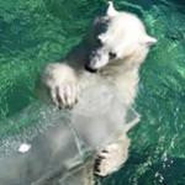 Állatkerti meghívó